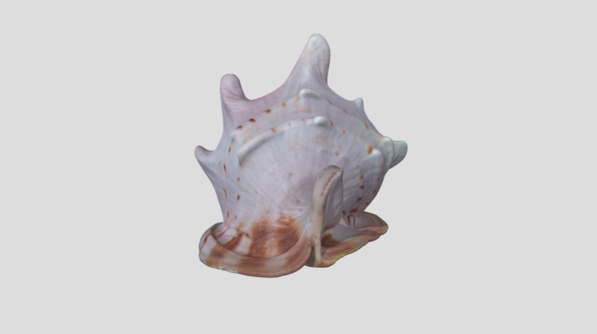 Big pretty shellfish（scan by Revopoint POP 2）